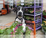 Small #1 American French Bull Terrier