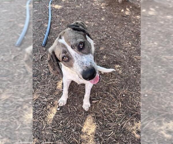 Medium Photo #2 Catahoula Leopard Dog-Unknown Mix Puppy For Sale in Plano, TX, USA