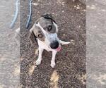 Small #1 Catahoula Leopard Dog Mix
