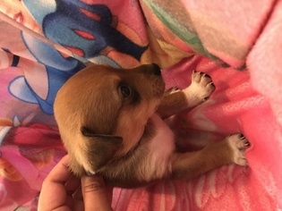 Jack Chi Puppy for sale in HOMESTEAD, FL, USA