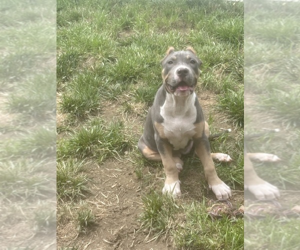 Medium Photo #1 American Bully Puppy For Sale in PIKESVILLE, MD, USA