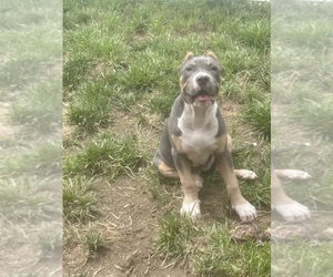 American Bully Puppy for Sale in PIKESVILLE, Maryland USA