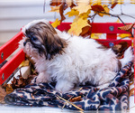 Small #11 Shih Tzu