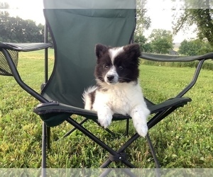 Miniature American Eskimo-Rat Terrier Mix Puppy for sale in HILLSBORO, WI, USA