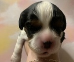 Puppy Theodore Cavalier King Charles Spaniel