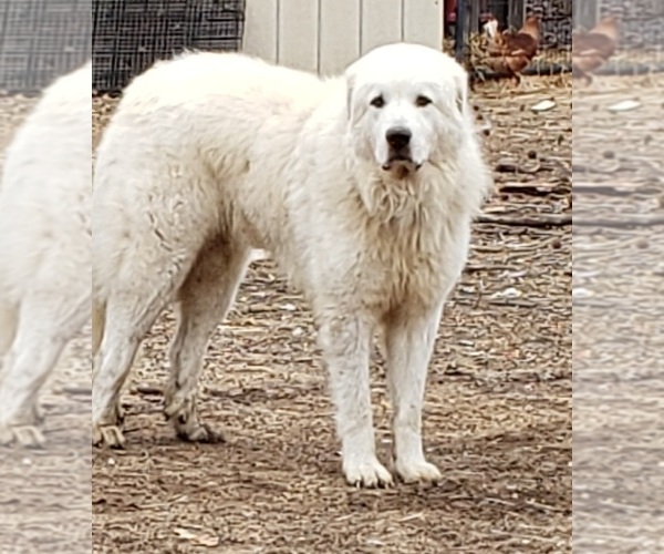 Medium Photo #7 Great Pyrenees Puppy For Sale in LA PLATA, MD, USA