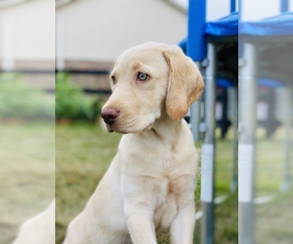 Medium Photo #1 Labrador Retriever Puppy For Sale in LIBERTY TWP, OH, USA