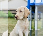 Small Photo #1 Labrador Retriever Puppy For Sale in LIBERTY TWP, OH, USA