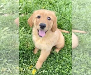 Golden Retriever Puppy for sale in RIGA, MI, USA