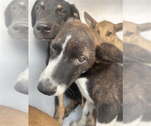 German Shepherd Dog-Unknown Mix Dogs for adoption in Houston, TX, USA