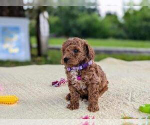 Goldendoodle (Miniature) Puppy for sale in MIAMI, FL, USA