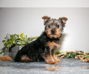 Medium Yorkshire Terrier