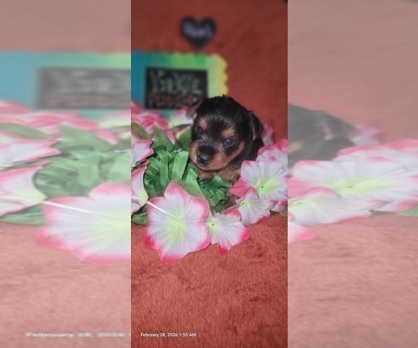 Medium Photo #123 Yorkshire Terrier Puppy For Sale in AKRON, OH, USA
