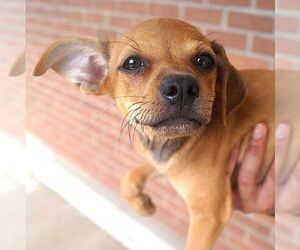 Chihuahua Dogs for adoption in Carrollton, TX, USA