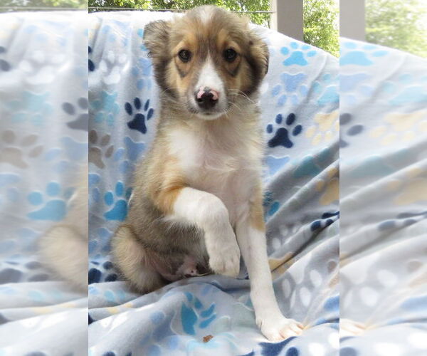Medium Photo #2 Mutt Puppy For Sale in Grovertown, IN, USA