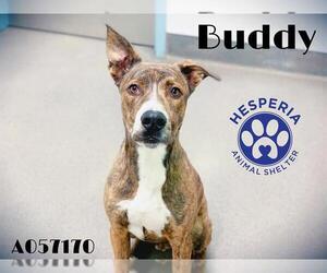 American Bulldog Dogs for adoption in HESPERIA, CA, USA