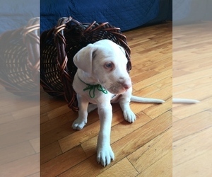 Great Dane Puppy for sale in SHIPSHEWANA, IN, USA