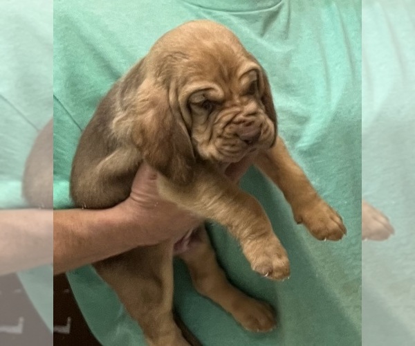 Medium Photo #6 Bloodhound Puppy For Sale in FORT MORGAN, CO, USA