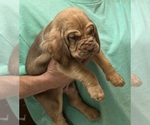 Red LM 4 - Male Bloodhound Puppy for Sale - Photo #6