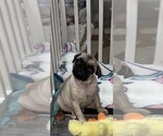 Small #2 Pug