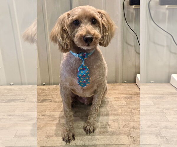 Medium Photo #1 Shih-Poo Puppy For Sale in Batavia, OH, USA