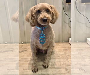 Shih-Poo Dogs for adoption in Batavia, OH, USA