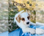 Small Photo #9 Cavapoo Puppy For Sale in MURFREESBORO, TN, USA