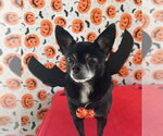 Small #2 Chihuahua