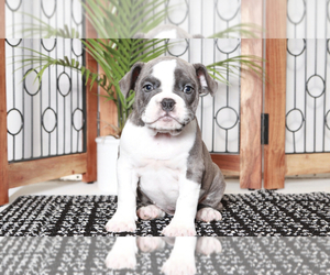 Olde English Bulldogge Puppy for sale in NAPLES, FL, USA