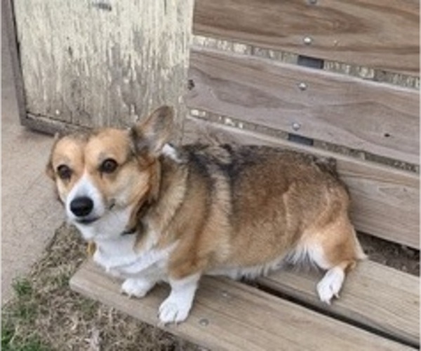 Medium Photo #7 Pembroke Welsh Corgi Puppy For Sale in BURLESON, TX, USA