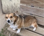 Small #6 Pembroke Welsh Corgi