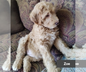 Medium Goldendoodle