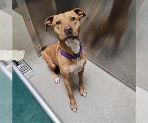 American Pit Bull Terrier-Unknown Mix Dogs for adoption in Denver, CO, USA