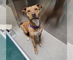 Small American Pit Bull Terrier Mix