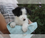 Small #10 Australian Shepherd