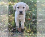 Small Photo #7 Labrador Retriever Puppy For Sale in APPOMATTOX, VA, USA