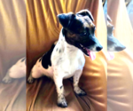 Small #1 Jack Russell Terrier Mix