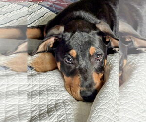 Labrador Retriever-Unknown Mix Dogs for adoption in Rockaway, NJ, USA