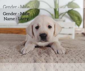 Labrador Retriever Puppy for sale in CLARE, MI, USA