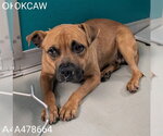 BILLY - Male Staffordshire Bull Terrier-Unknown Mix Dog for Adoption - Small photo