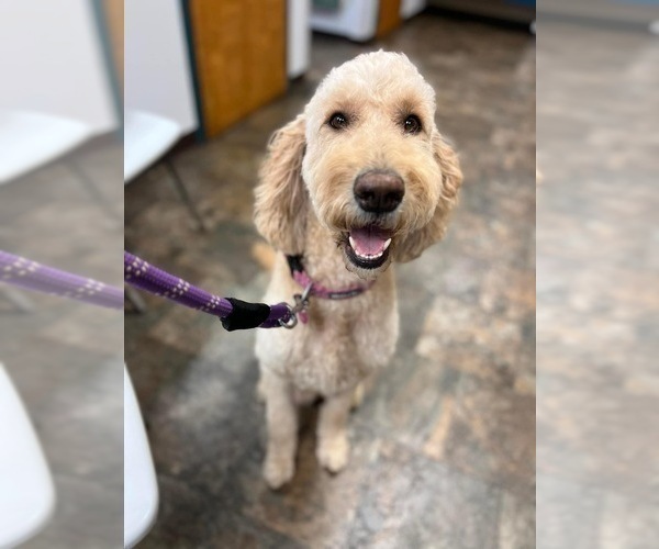 Medium Photo #1 Goldendoodle Puppy For Sale in NEWBURGH, IN, USA