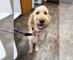 Small Photo #1 Goldendoodle Puppy For Sale in NEWBURGH, IN, USA