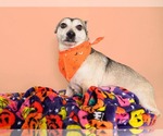 Pimento - Male Chihuahua-Unknown Mix Dog for Adoption - Small photo