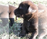 Small Photo #2 Labrador Retriever Puppy For Sale in CHESNEE, SC, USA