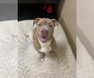 Medium American Pit Bull Terrier-Basset Hound Mix