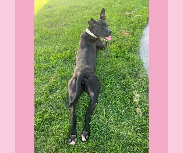 Medium Photo #31 American Pit Bull Terrier-Unknown Mix Puppy For Sale in Fargo, ND, USA