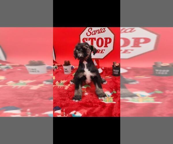 Medium Photo #3 Schnauzer (Miniature) Puppy For Sale in SAN BERNARDINO, CA, USA