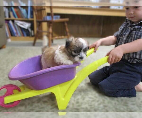Medium Photo #4 Zuchon Puppy For Sale in THORP, WI, USA