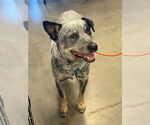 Small #11 Mutt