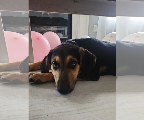 Medium Photo #3 German Shepherd Dog-Weimaraner Mix Puppy For Sale in Des Moines, IA, USA